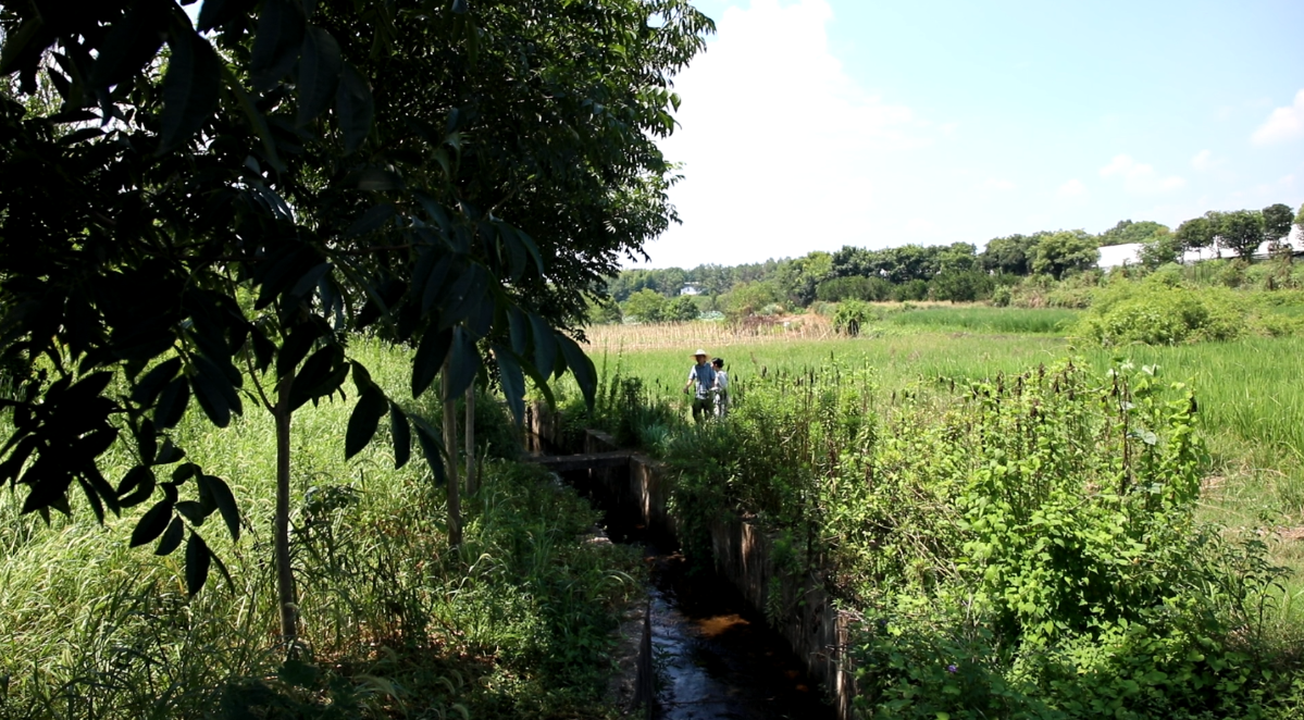 龍游這條“大動脈”通了，通了~